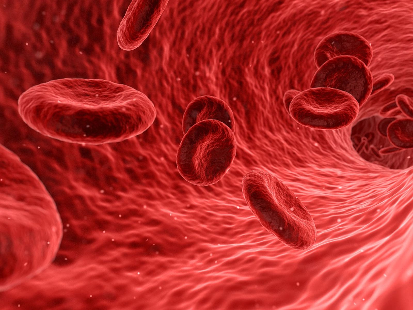 La circulation sanguine et ses anomalies